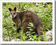 A friendly wallaby on the way to Sealers Cove