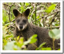 A friendly wallaby on the way to Sealers Cove