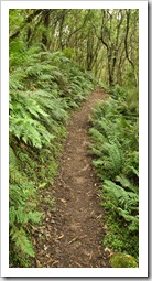 The trail to Sealers Cove