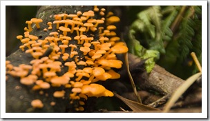 Amazing mushrooms on our way to Sealers Cove