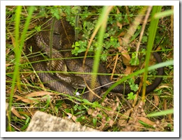 The supremely venomous Tiger Snake near Sealers Cove