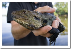 Sam and an Eastern Water Dragon on the banks of the Snowy River