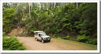 Lush forests along the edge of Snowy River Naitonal Park