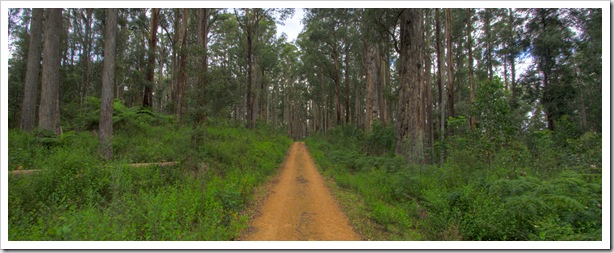 Yalmy Road along the edge of Snowy River National Park