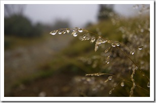 A wet morning on the way to Mount Loch