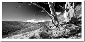 The trail to Dibbins Hut