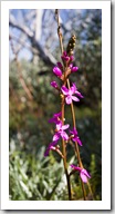 High country wildflowers