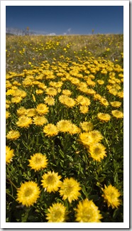 High country wildflowers