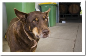 One of the employees at Chambers Winery