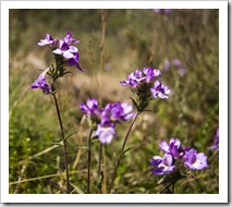 Mountain wildflowers on the way to Dead Horse Gap