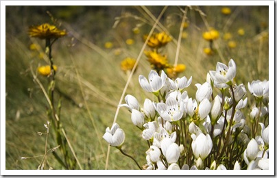 Mountain wildflowers on the way to Dead Horse Gap