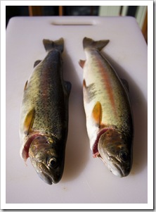 A couple of Rainbow Trout from the Thredbo River