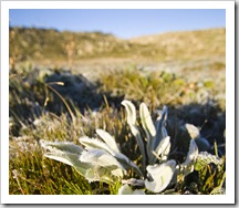 Icy plants in the early morning light