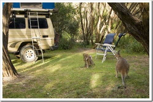 Campsite companions at Kylies Beach