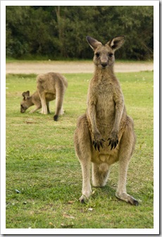 Campsite companions at Kylies Beach