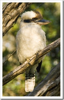 A Kookaburra at our campsite