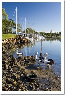 Boats and pelicans in the Camden Haven River near Diamond Head