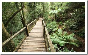 Rainforest in Dorrigo National Park