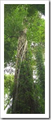 Strangled tree in the rainforest in Dorrigo National Park