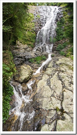 Tristania Falls in Dorrigo National Park