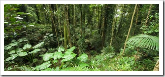 Lush rainforest in Dorrigo National Park