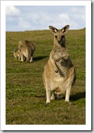 Company at our campsite at Lake Arragan in Yuraygir National Park