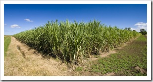 Sugarcane plantations near Yamba