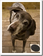 Andrew and Jane's German Short-Haired Pointer