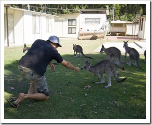 Local wildlife at Lake Conjola