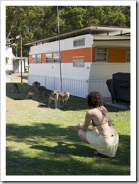 Local wildlife at Lake Conjola