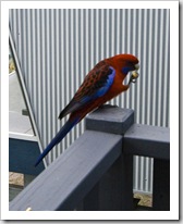 A Crimson Rosella at Lake Conjola