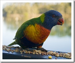 Rainbow Lorikeets at Lake Conjola