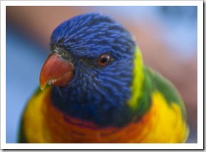 Rainbow Lorikeets at Lake Conjola