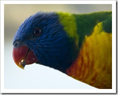 Rainbow Lorikeets at Lake Conjola Rainbow Lorikeets at Lake Conjola