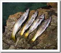 Fresh Sand Whiting for dinner at Tomakin