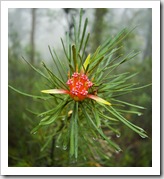 Wildflowers in the rain at Fitzroy Falls