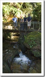 The trail through Leura Forest