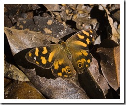 Butterfly in Leura Forest
