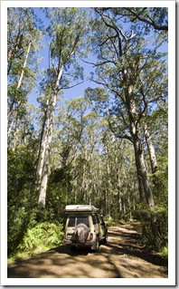 The Tank in Barrington Tops National Park