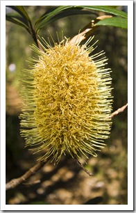 Banksia in Barrington Tops National Park