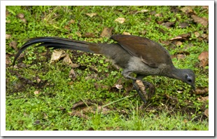 A lyrebird at Gloucester River campsite