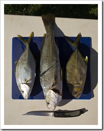 Silver Trevally, Mulloway and a Big Eye Trevally for Lisa's dinner in Booti Booti National Park