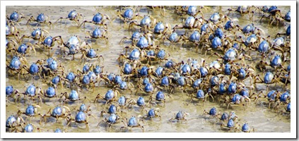 Thousands of tiny crabs on the beach at Inskip