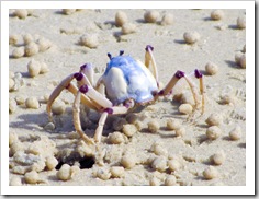 Thousands of tiny crabs on the beach at Inskip