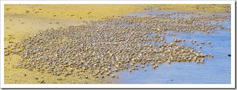 Thousands of tiny crabs on the beach at Inskip