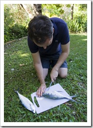 Matt filleting a Tailor