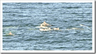 Dolphins off the point at Hell's Gate