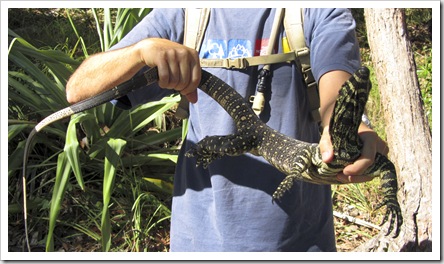 Sam with a sizeable Gould's Monitor in Noosa National Park