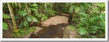 The picturesque rainforest campground at Rummery Park next to Nightcap National Park