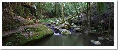 The trail through the rainforest from our campground in Border Ranges National Park
